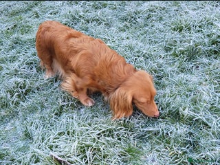 Dachshund dogs KC Dachshund - Advert 3