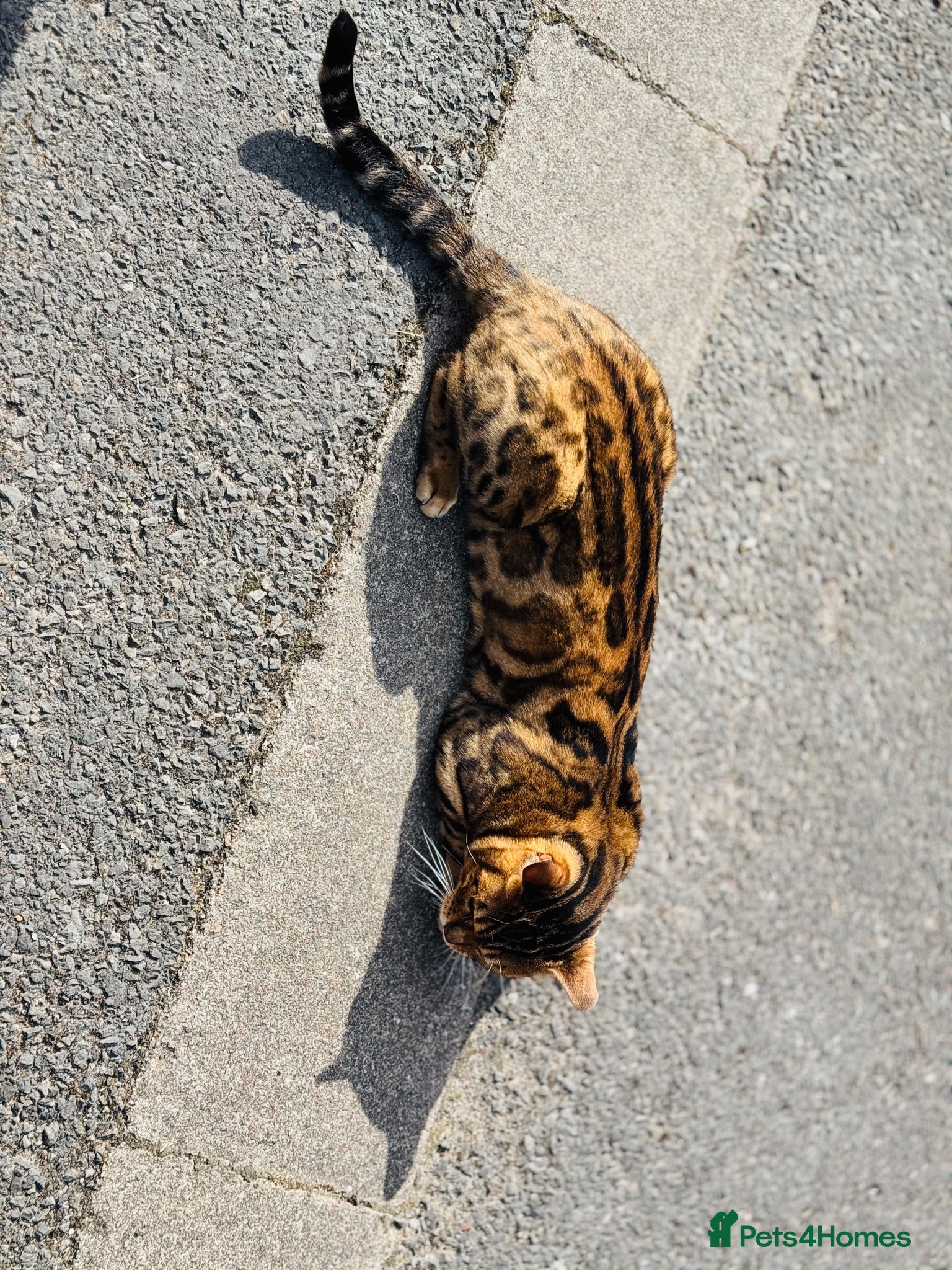 Bengal cats Ticca registered active male  - Advert 4