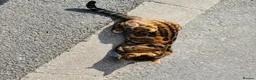 Bengal cats for sale: Ticca registered active male  - Advert 1