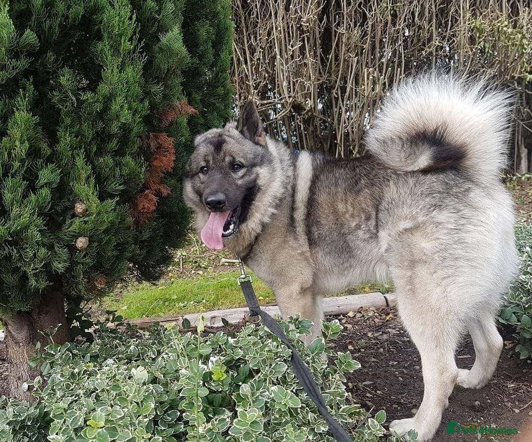 Norwegian Elkhound dogs for sale: This is Cesar  - Image 1