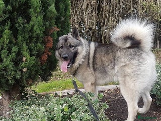 Norwegian Elkhound dogs for sale - Advert 1