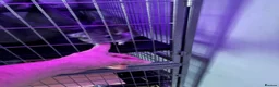Chinchilla rodents for sale: Two Sweet Male Grey Chinchillas lookin for New Hom in Cardiff - Advert 5