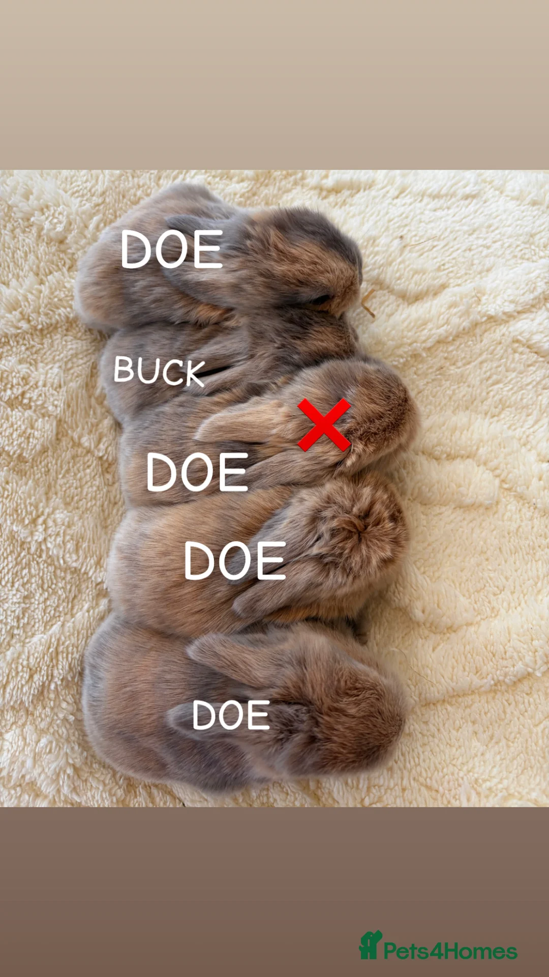 Mini Lop rabbits for sale: Well Socialised Mini Lop Babies  - Advert 4