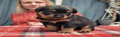 Rottweiler Puppy 7