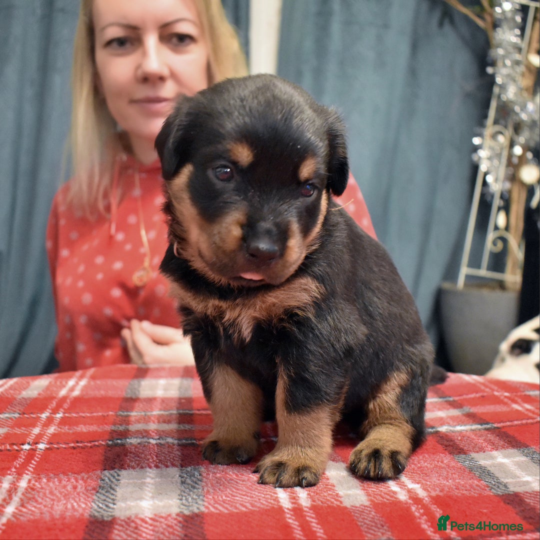 Rottweiler dogs for sale: KC chunky rottweiler puppies - Advert 29