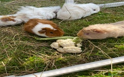 Guinea Pig rodents for sale: Guinea Pig Babies for Sale - Image 4