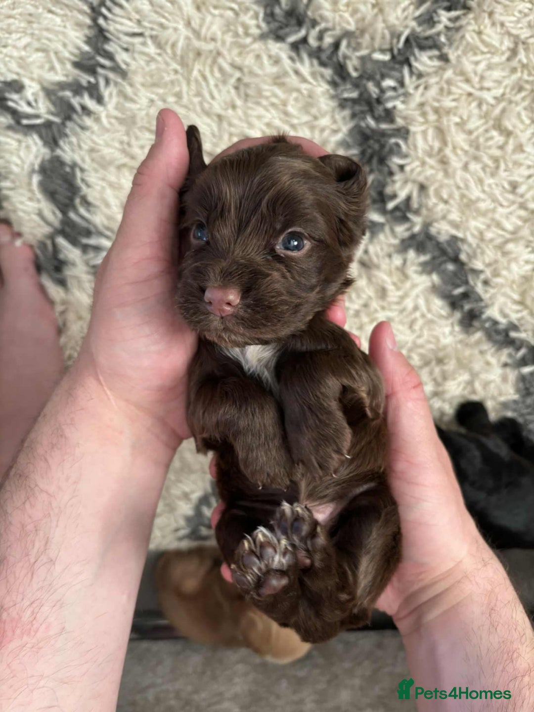 Cocker Spaniel dogs for sale: Stunning cocker spaniels for sale - Image 16