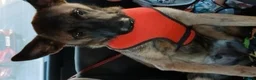 Mixed Breed dogs for sale: Dog for sale not puppy  in Eastbourne - Advert 4