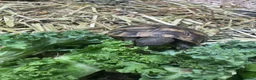 Hermann Tortoise reptiles for sale: Hermann tortoise - Advert 4