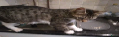 Bengal tabby Kitten 5