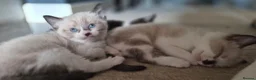 Burmese cats for sale: Burmese cross kittens - Advert 9