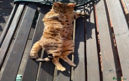 Bengal cats for sale: Bengal cat - Image 20