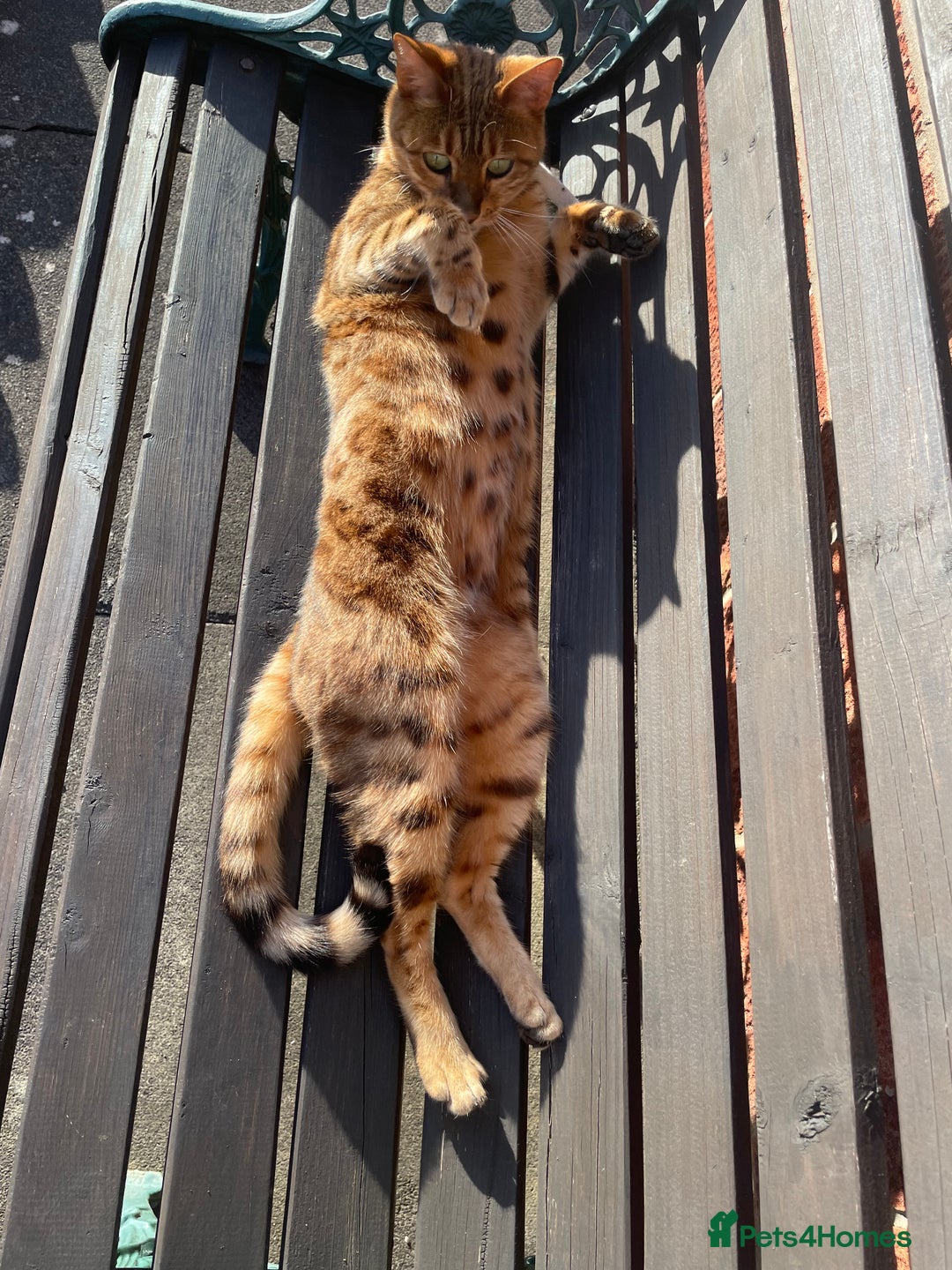 Bengal cats for sale: Bengal cat - Image 20