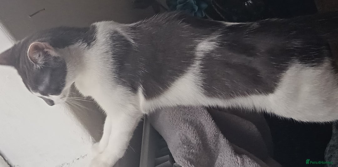 Mixed Breed cats for sale: Two female cats for sale  - Advert 2