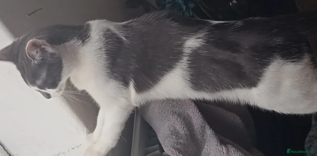 Mixed Breed cats for sale: Two female cats for sale  - Advert 2