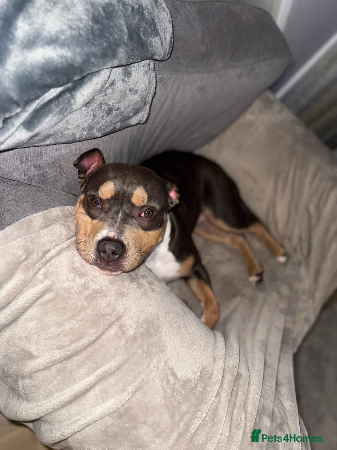 American Bully dogs for sale: Pocket Bully - Advert 2