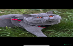 British Shorthair cats for sale: British Shorthair Male Kitten (GCCF) - Advert 26