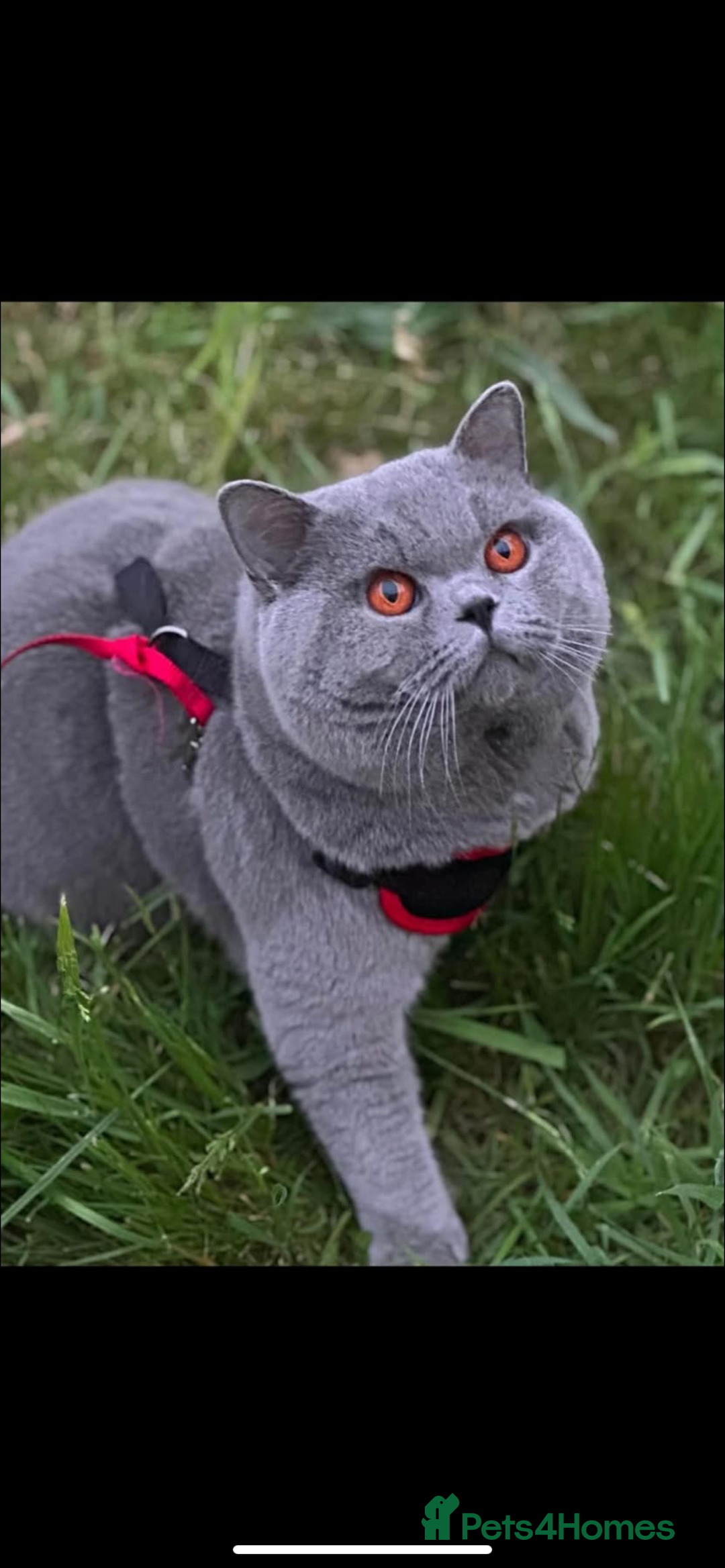 British Shorthair cats for sale: British Shorthair Male Kitten (GCCF) - Advert 26