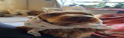 Cocker Spaniel dogs for sale: Kc registered cocker spaniel puppies  - Advert 19