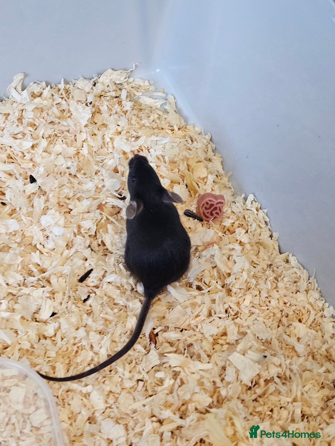 Mouse rodents for sale: Fancy mice  - Advert 7