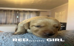 Labrador Retriever dogs for sale: KC LABRADORS - Image 11