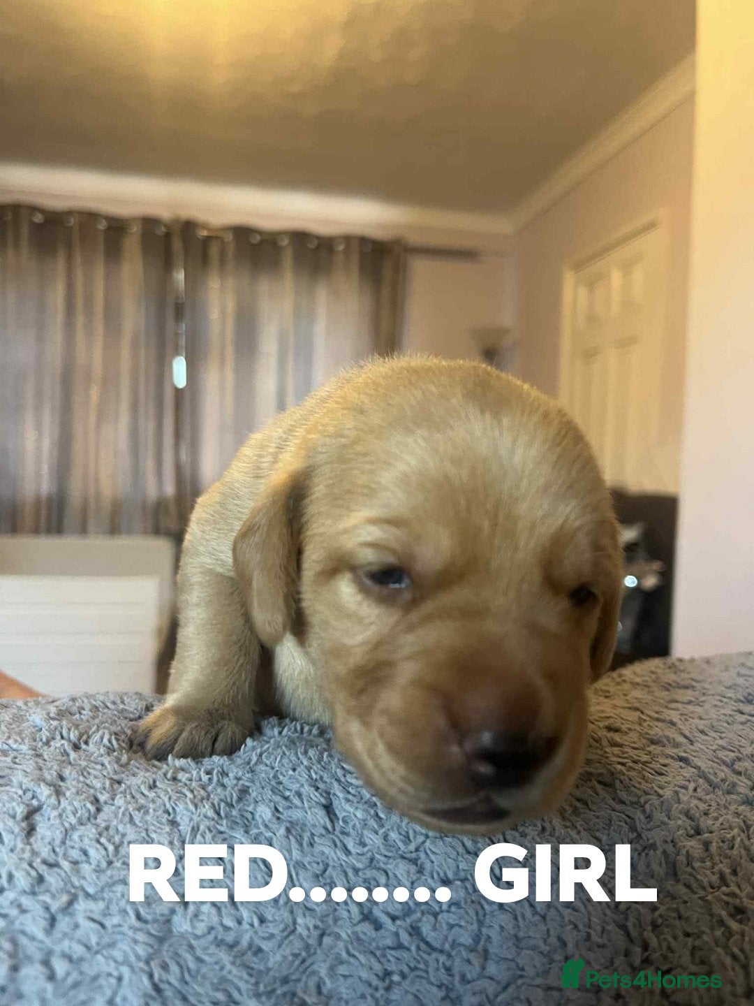 Labrador Retriever dogs for sale: KC LABRADORS - Image 11