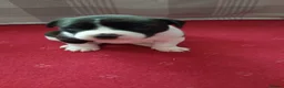 Mixed Breed dogs for sale: Staffy Pups  in Huddersfield - Advert 3