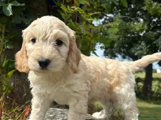 Cockapoo dogs Gorgeous F1 Cockapoos - Advert 14