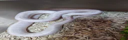 Corn Snake reptiles for sale: Bullsnakes and Cornsnakes  in Stockport - Advert 9