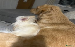 Golden Retriever dogs for sale: Golden Retriever  - Image 2