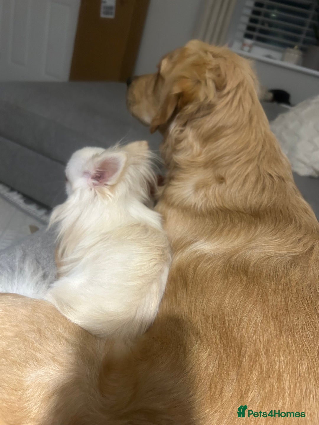 Golden Retriever dogs for sale: Golden Retriever  - Image 2