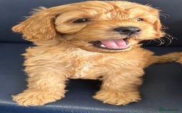 Cockapoo dogs for sale: F2b Cockapoos  in Ebbw Vale - Image 6