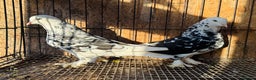 Pigeons birds for sale: SHOW TYPE WEAT OF ENGLAND TUMBLERS - Advert 5