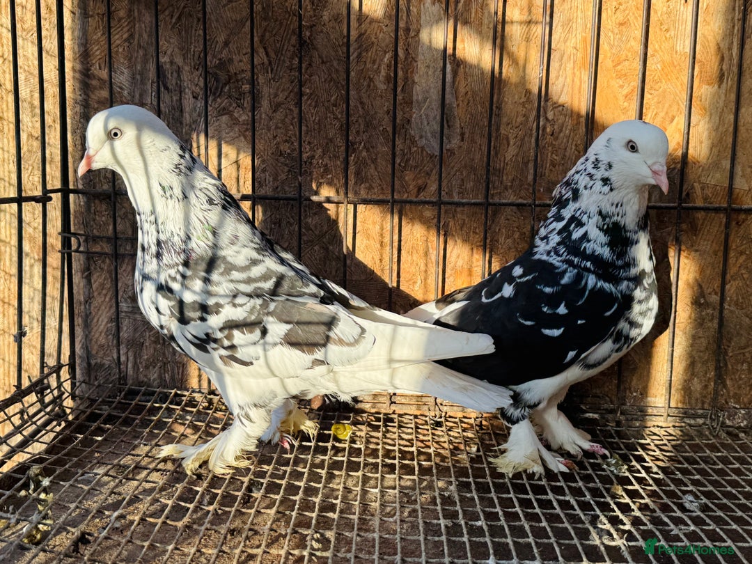 Pigeons birds for sale: SHOW TYPE WEAT OF ENGLAND TUMBLERS - Advert 5