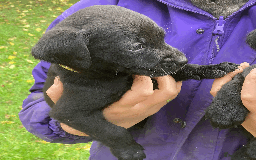 Labrador Retriever dogs for sale: 4x Black Dog Labrador Puppies - Image 13