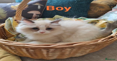 Ragdoll cats - Advert 13
