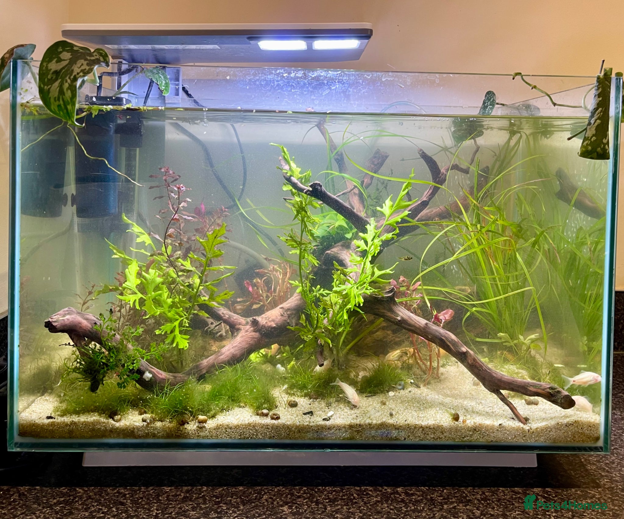 Pufferfish fish Complete setup available - pea puffers, Corys etc - Advert 6