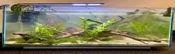 Pufferfish fish for sale: Complete setup available - pea puffers, Corys etc in Worcester - Advert 1