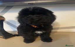 Cockapoo dogs for sale: Cockapoo F2 beautiful puppies ready to go  - Image 22