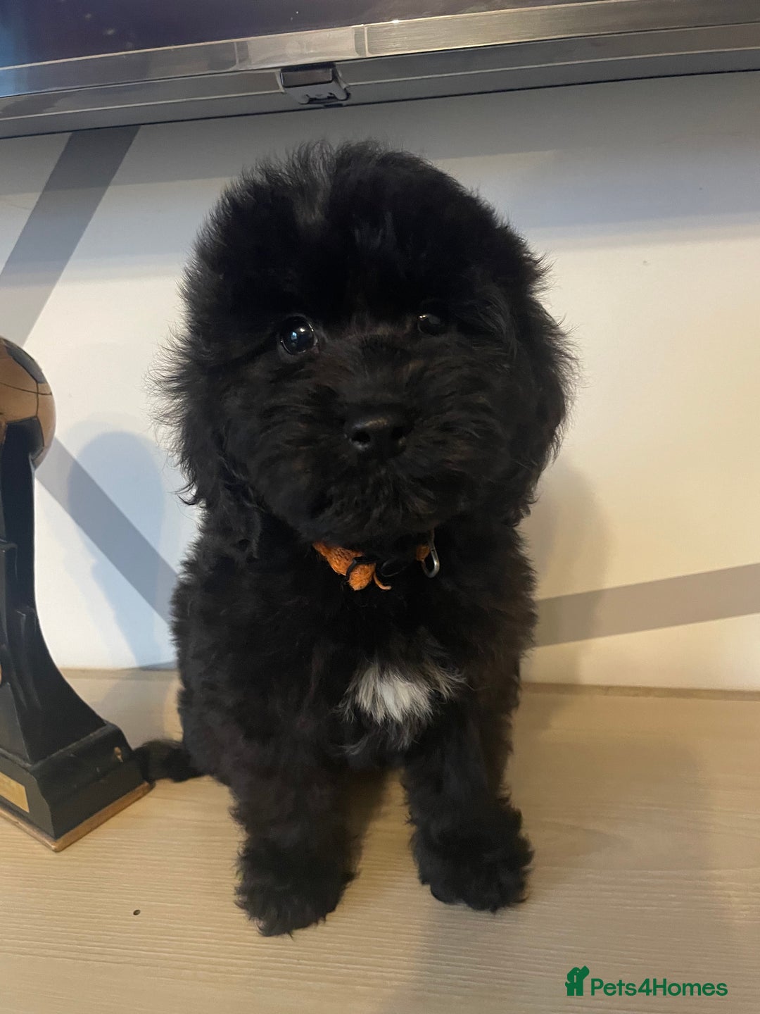 Cockapoo dogs for sale: Cockapoo F2 beautiful puppies ready to go  - Image 22