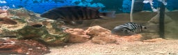 Cichlids fish for sale: Healthy Convict (Zebra) Cichlids for Sale!  - Advert 5