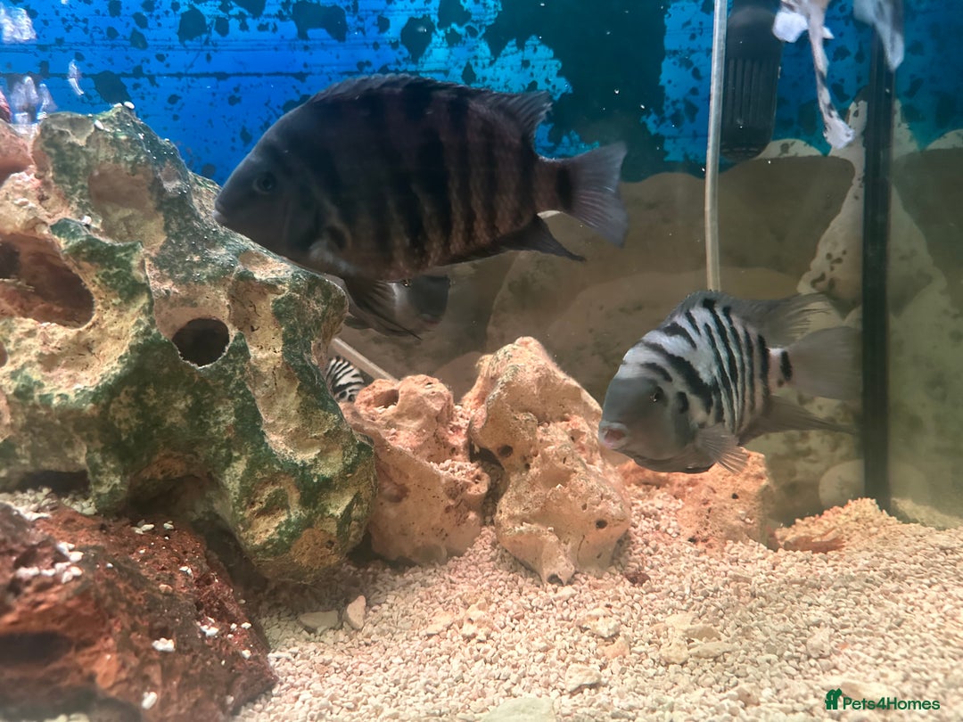 Cichlids fish for sale: Healthy Convict (Zebra) Cichlids for Sale!  - Advert 5