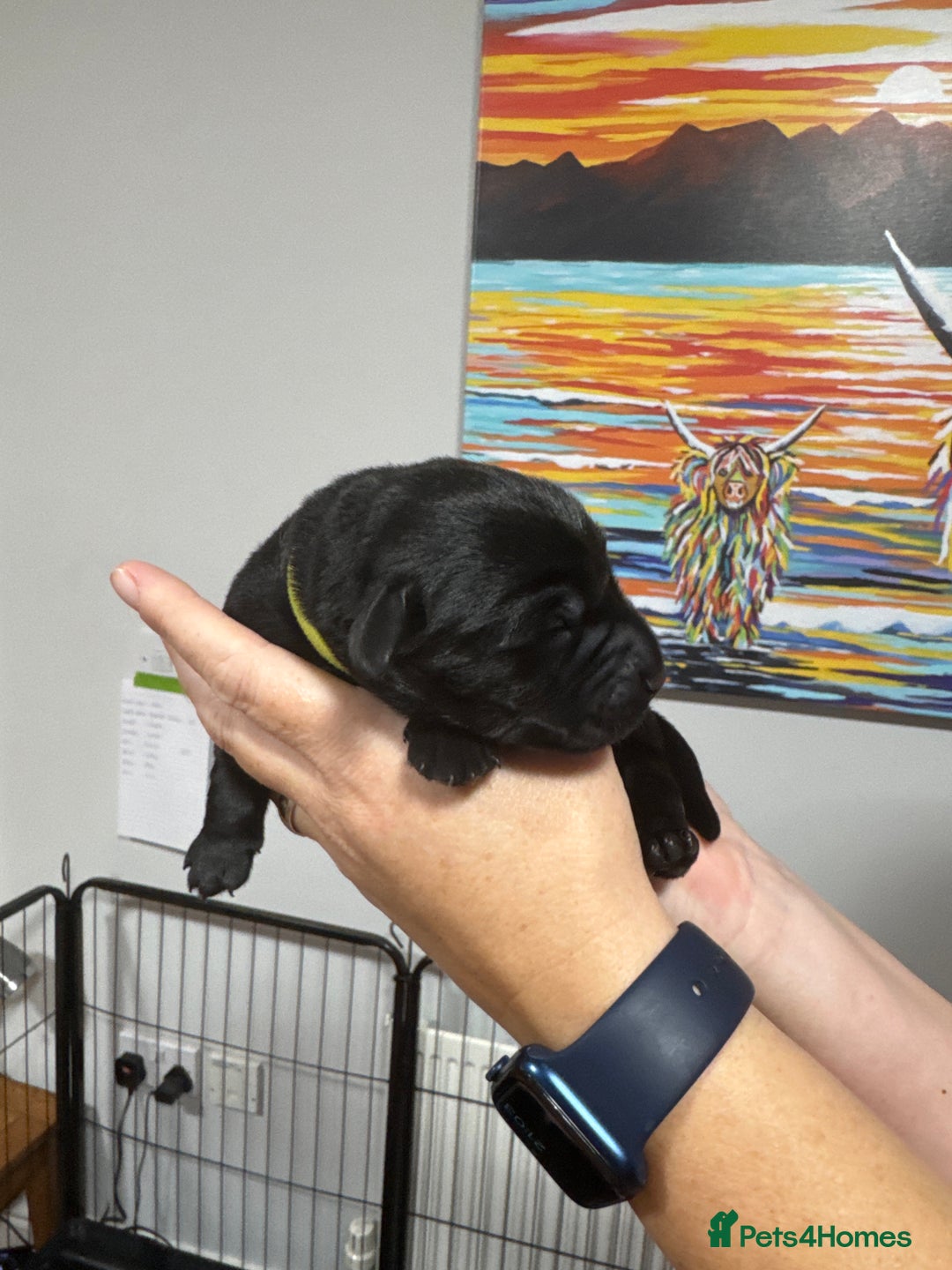 Labrador Retriever dogs for sale: Stunning litter of Labrador puppies - Image 8