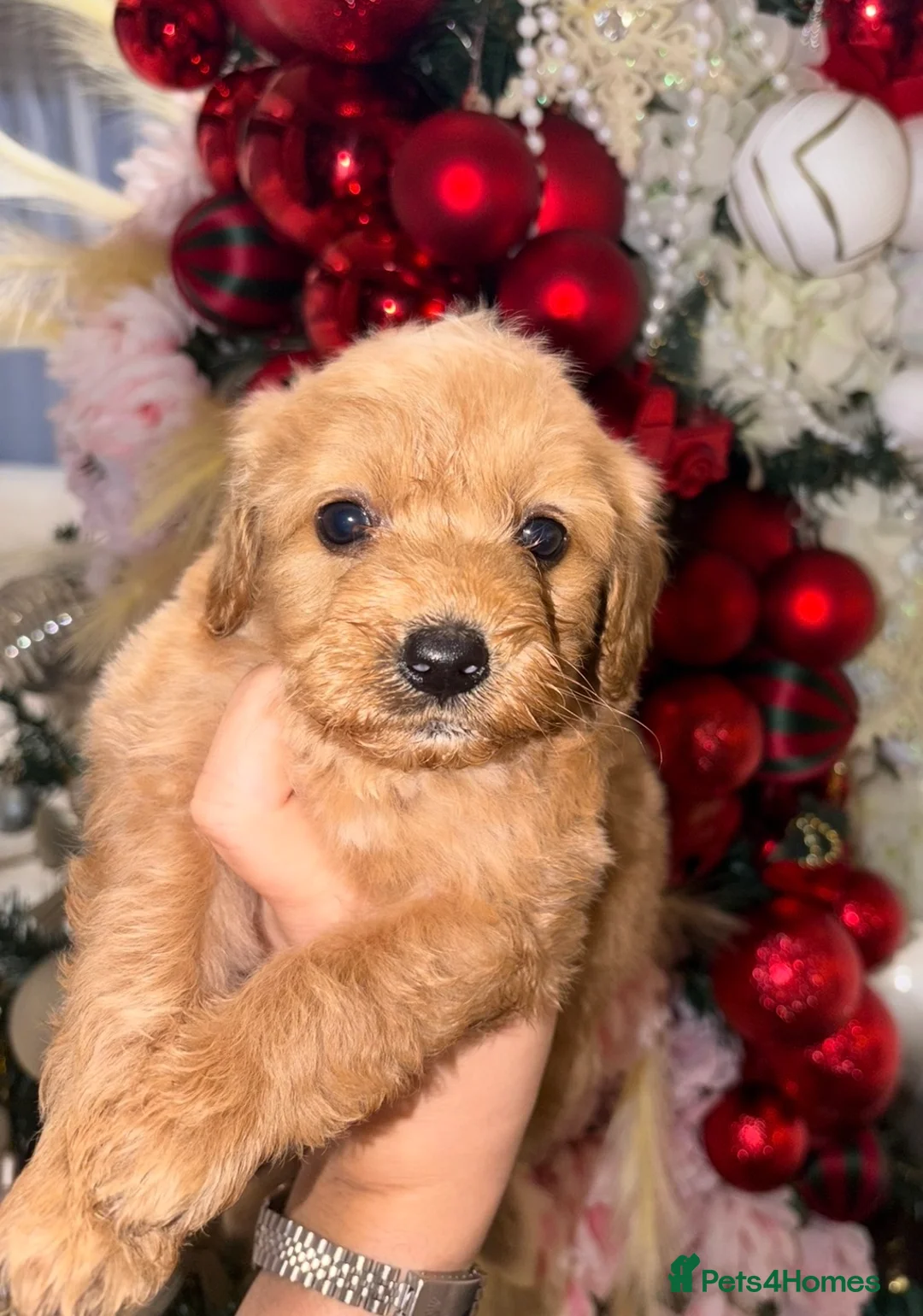 Mixed Breed dogs for sale: Puppies  - Advert 6