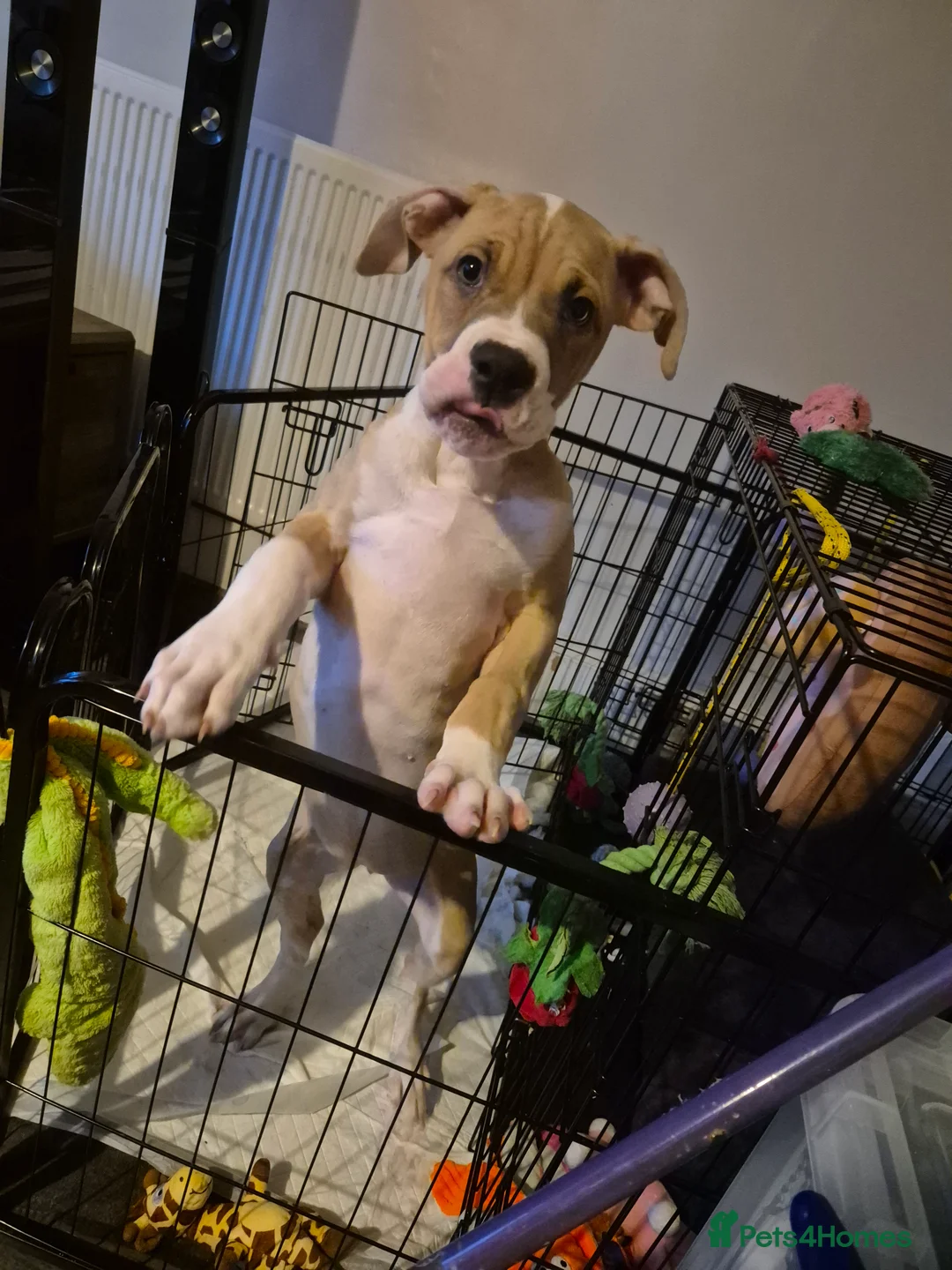 American Bulldog dogs for sale: Beautiful little girl left - Advert 5