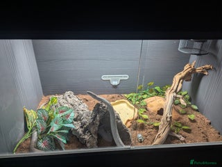 Corn Snake reptiles Male Corn Snake 2 Years & Full Set Up - Advert 4