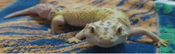 Leopard Gecko reptiles for sale: 3 leopard geckos+full setup - Advert 9