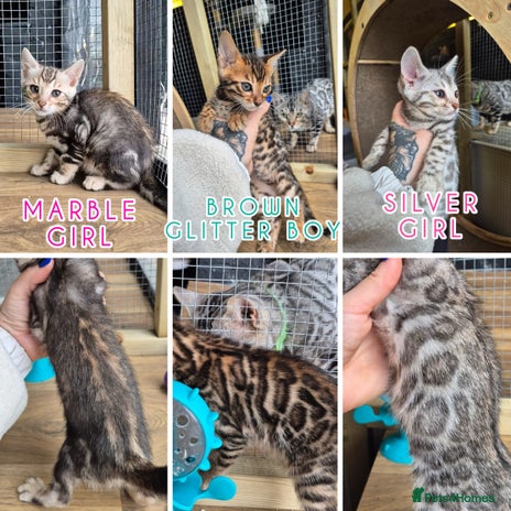 Bengal cats - Advert 5