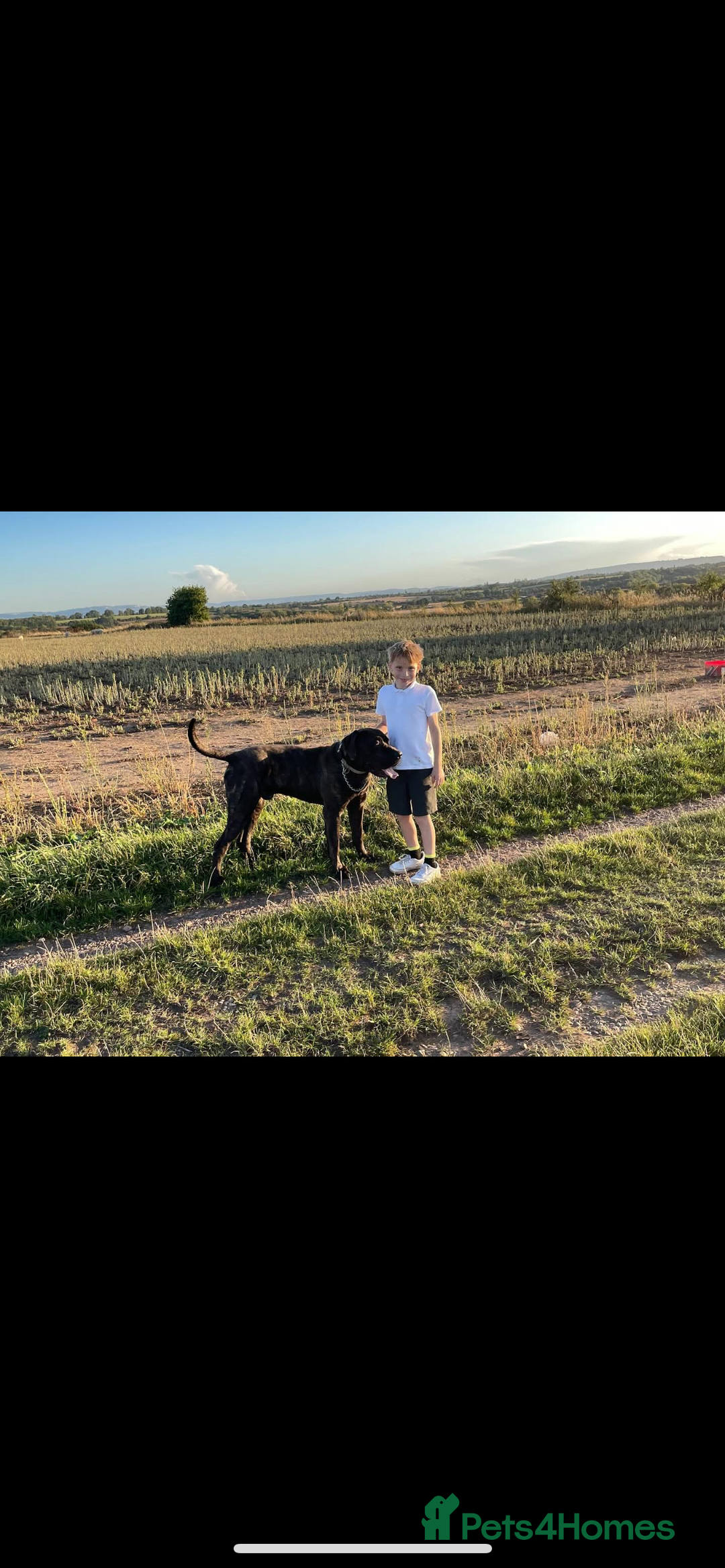Presa Canario dogs for sale: Presa canario 4 years old  - Advert 7