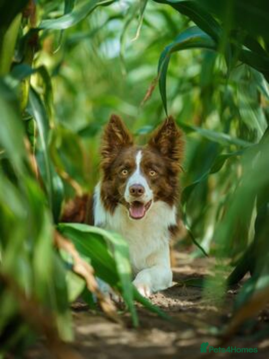Border Collie dogs for sale: Beautiful KC rough coated border collie puppies  - Advert 7